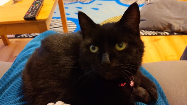 It's national black cat day today