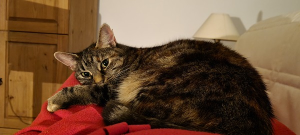 Westminstenders: The Tunnel or Bridge