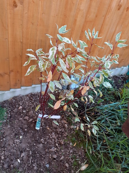 Will this survive my extreme north corner?!