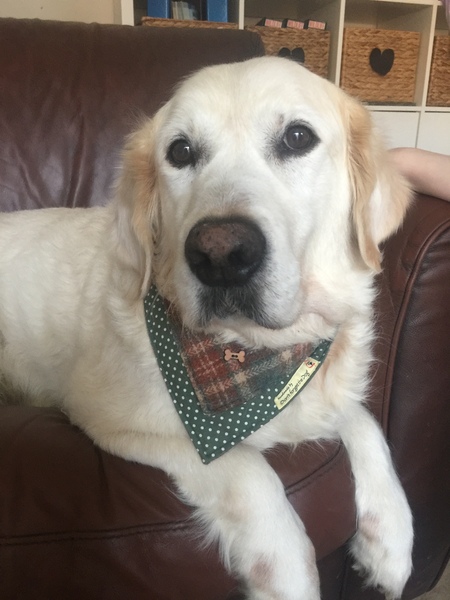 My dog is the best dog