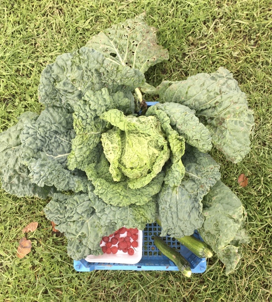 Allotment/Veg Patch Thread 16  Weather weirdness prevails !