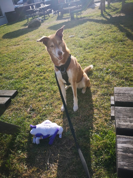 Anyone done a dna test on their dog?