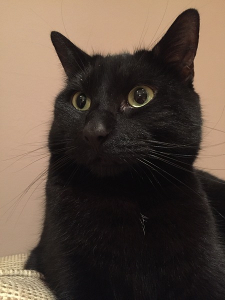 Guess the sex of the cat from their face thread