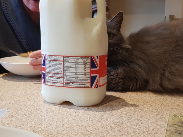 Has anyone managed to train cats to stay off the kitchen counter?