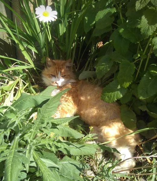 So Upset.  Stolen Cat.