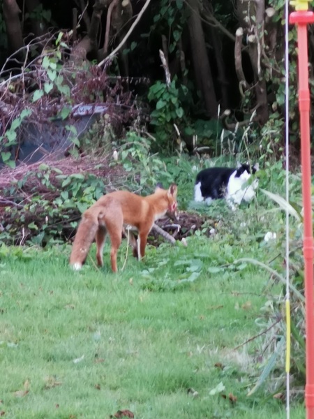 To growl at a fox that is chasing me?