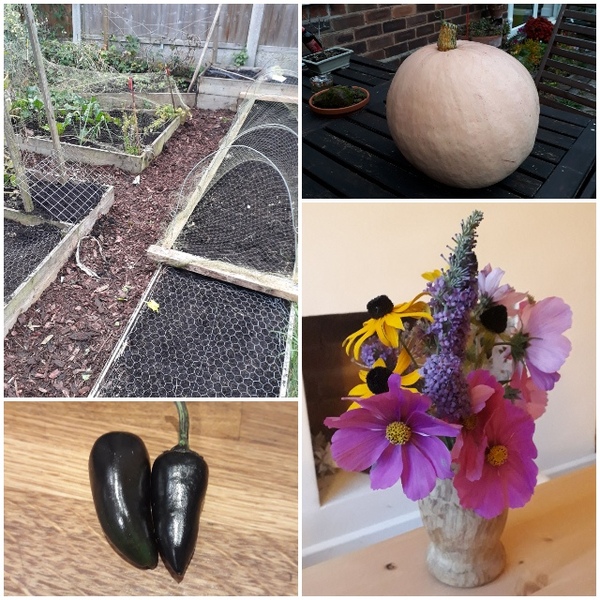 Allotment/Veg Patch Thread 16  Weather weirdness prevails !