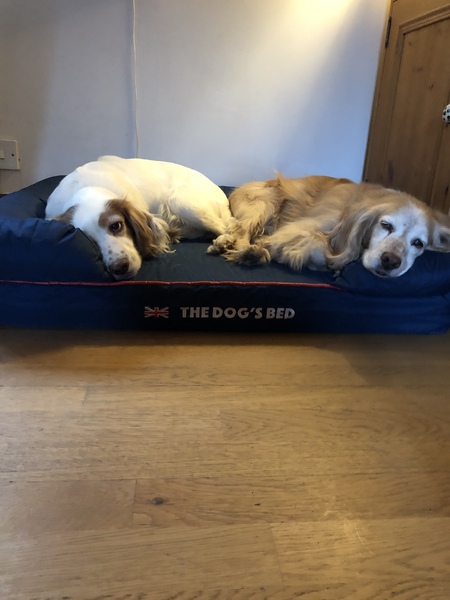 Can you recommend an amazing bed for an old boy?