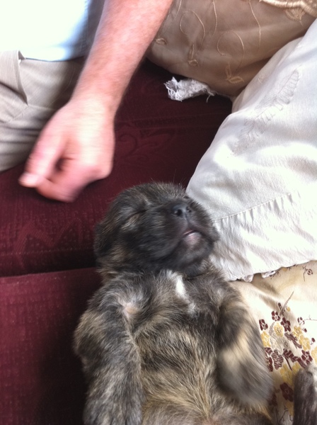 I want a puppy...spam me with pics instead please