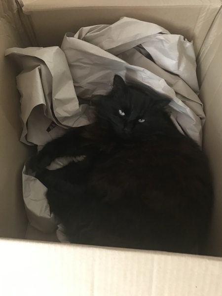 Captain V, Paws, catnip or dreamies?