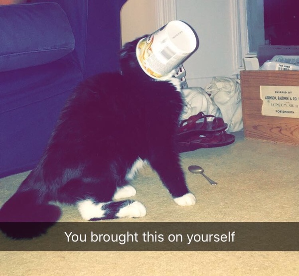 Could you please show me a really funny picture of your cat?