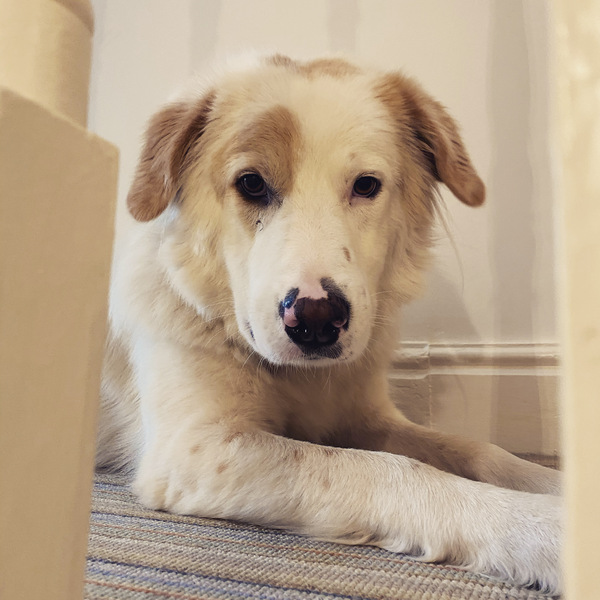 My dog is the best dog