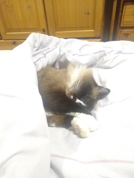 Westminstenders: What the winds bring