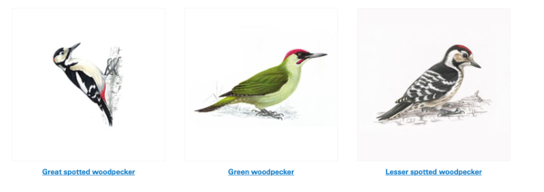 Anyone have good garden bird knowledge?