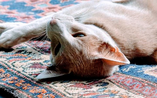 Cats. As they are so popular on here (usually), can I please ask...