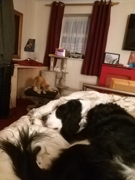 Border Collies owners/lovers