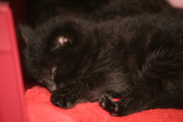 It's national black cat day today