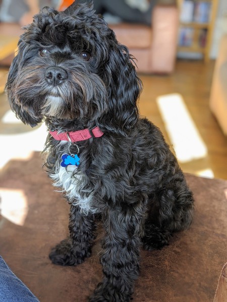 My dog is the best dog
