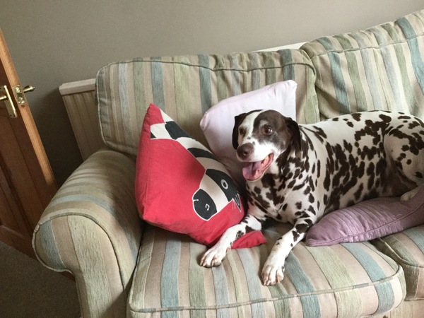 My dog is the best dog