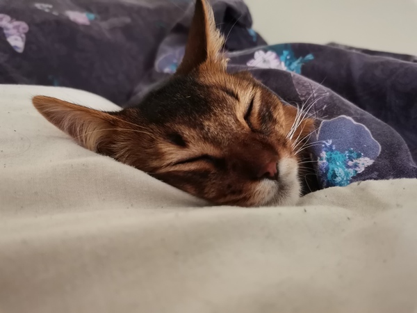 Thoughts on indoor cat