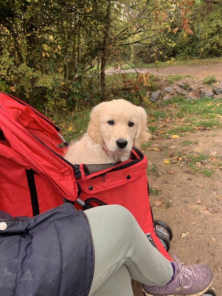 Puppy survival thread October/November!