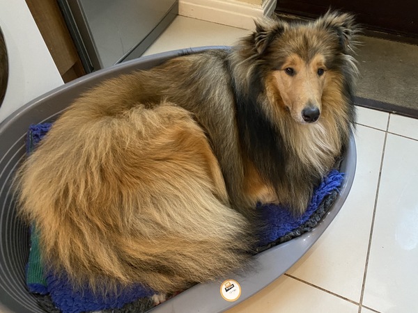 Recommend me a dog