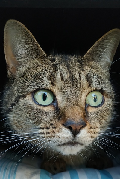 Cats. As they are so popular on here (usually), can I please ask...