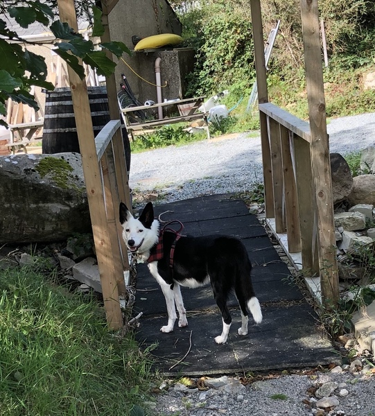 To ask you to tell me about your pets?