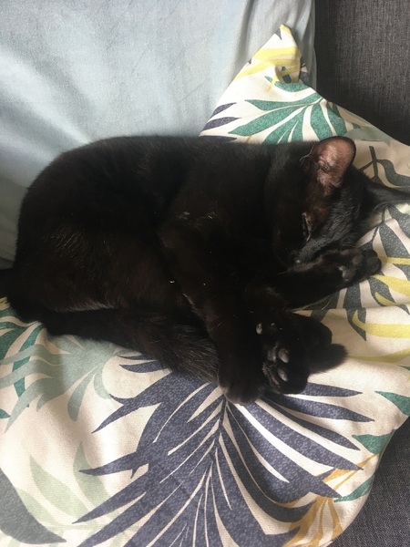 Cats. As they are so popular on here (usually), can I please ask...