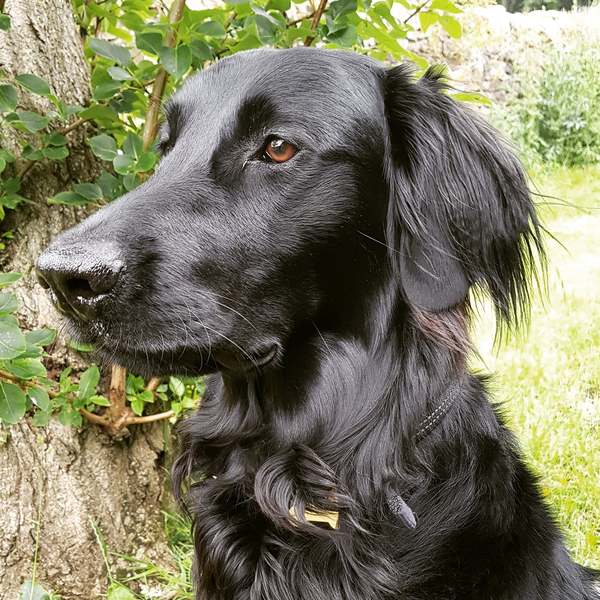 My dog is the best dog