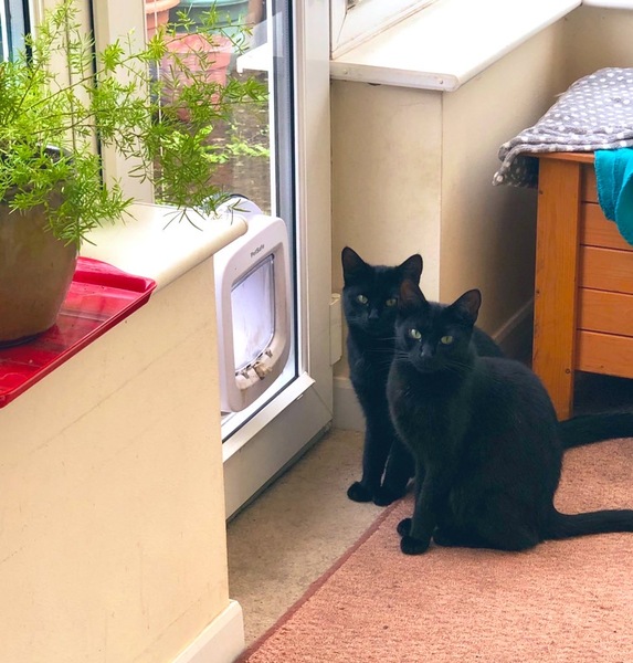 It's national black cat day today