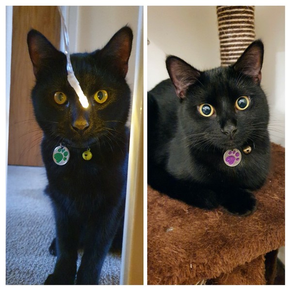 Cats. As they are so popular on here (usually), can I please ask...