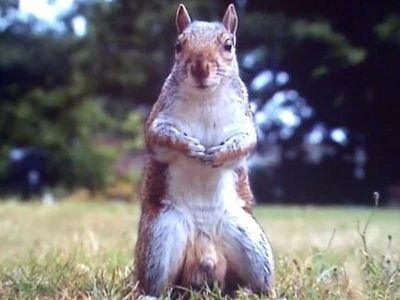 Westministenders: Brevid