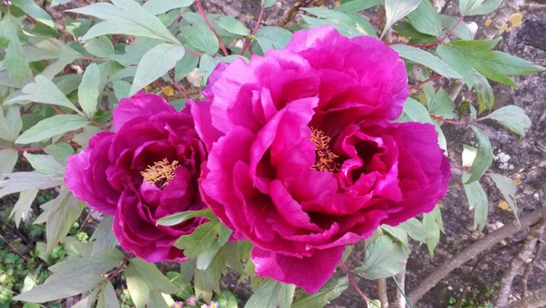 Plant ID