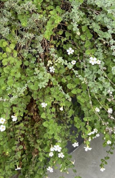 Help with plant identifying