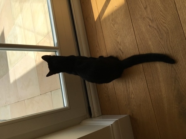 It's national black cat day today