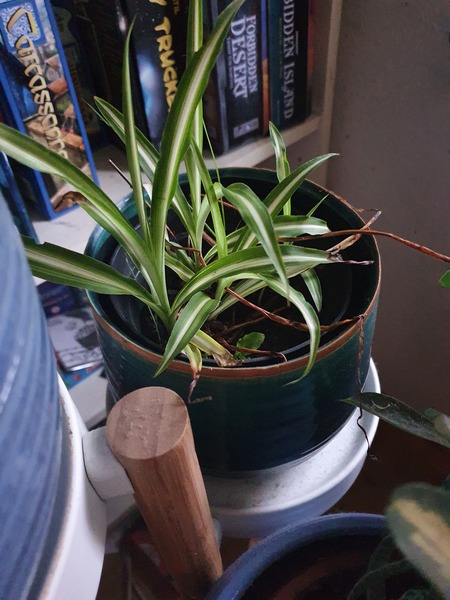 How to grow my spider babies (plants!)