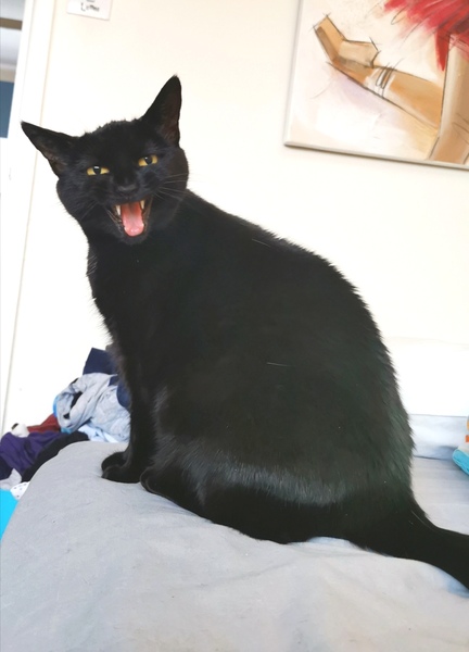 It's national black cat day today