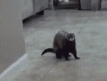 Redmayne Reverse Ferret