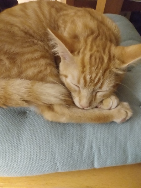 Name this kitten