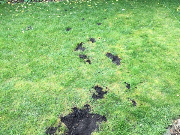Creeping butter cup -how to get rid?