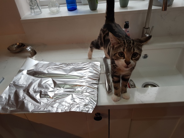 Has anyone managed to train cats to stay off the kitchen counter?
