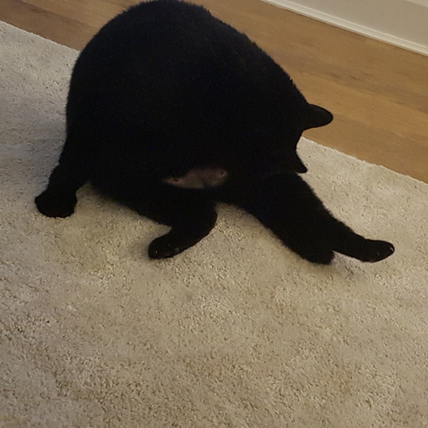 What are these buttons on my cat? Pic