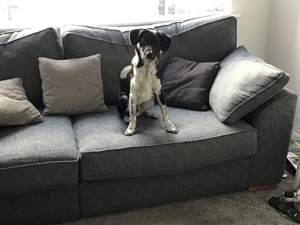 What's the worst thing about having a dog?