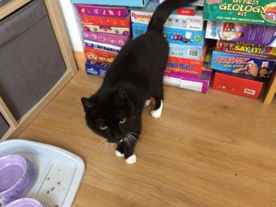 The Litter Tray Memorial Thread