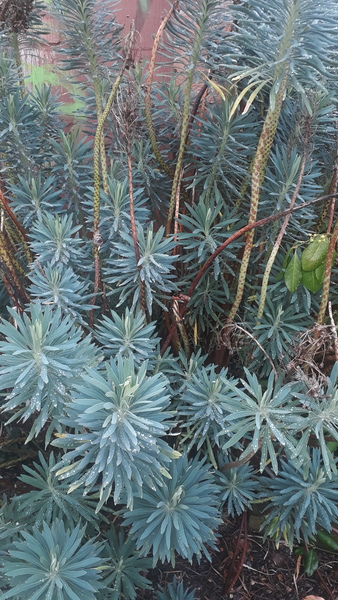 Plant identification help please. Outdoor large succulent?