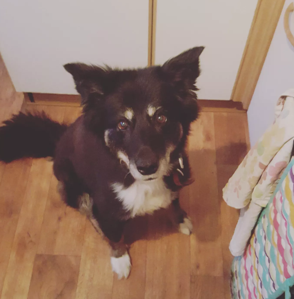 To ask you to tell me about your pets?