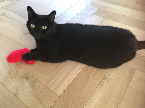 To ask you to tell me about your pets?