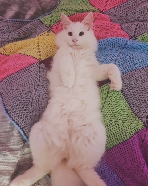 Maine Coon