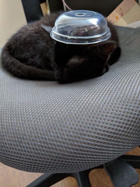 Could you please show me a really funny picture of your cat?